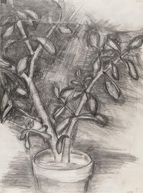 Pflanzliches: Pflanzenstudie