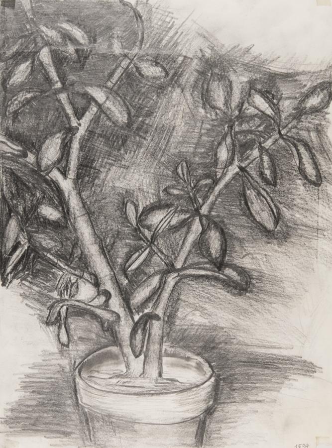 Pflanzliches: Pflanzenstudie