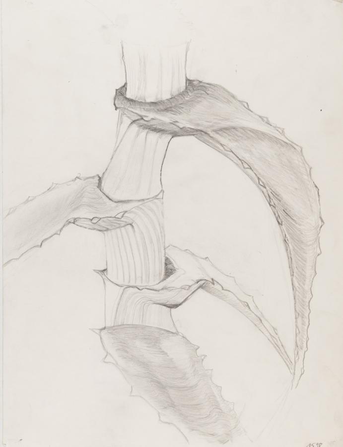 Pflanzliches: Pflanzenstudie