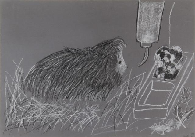 Tier: Meerschweinchen