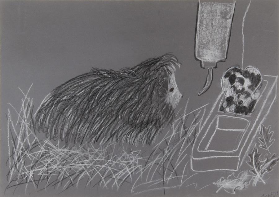 Tier: Meerschweinchen