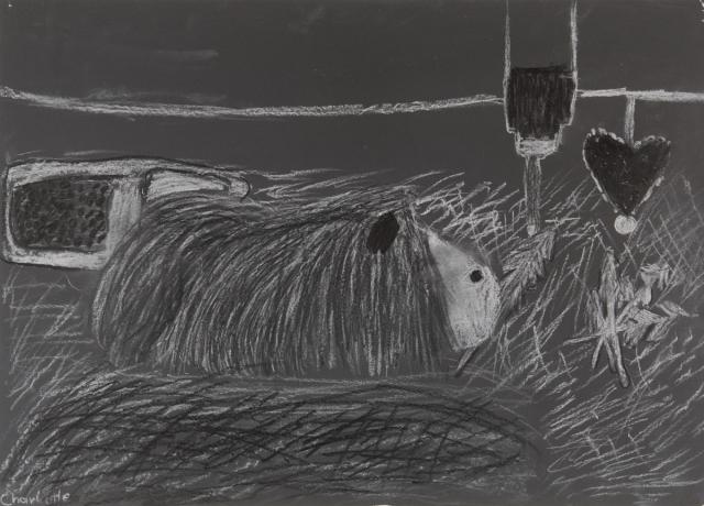 Tier: Meerschweinchen