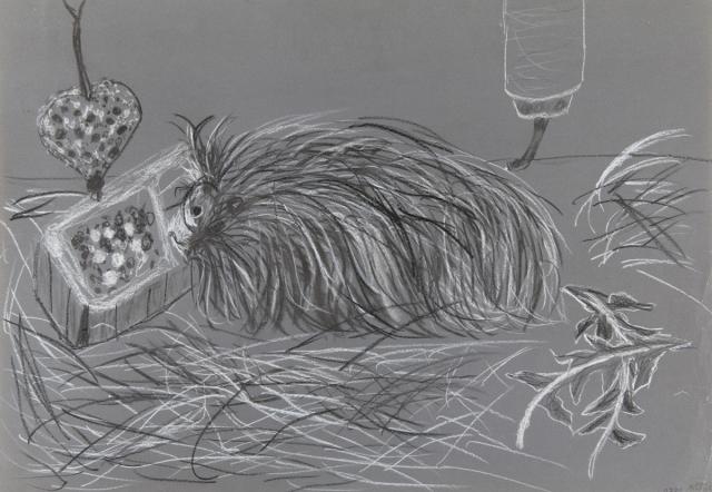 Tier: Meerschweinchen