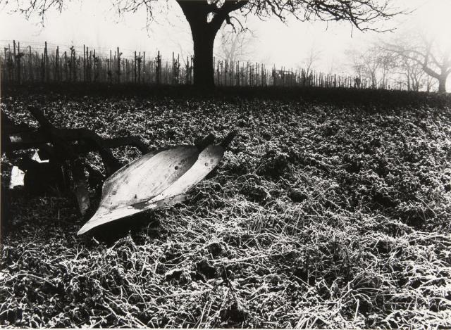 Abgeerntetes Maisfeld