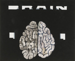 Gehirn