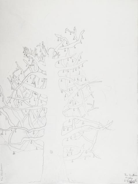 Pflanzliches: Baumtest nach Koch