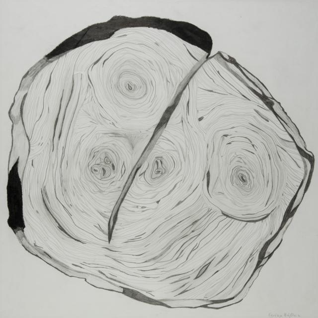 Pflanzliches: Jahresringe