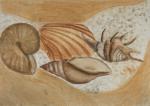 Stillleben: Muscheln