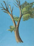Baum