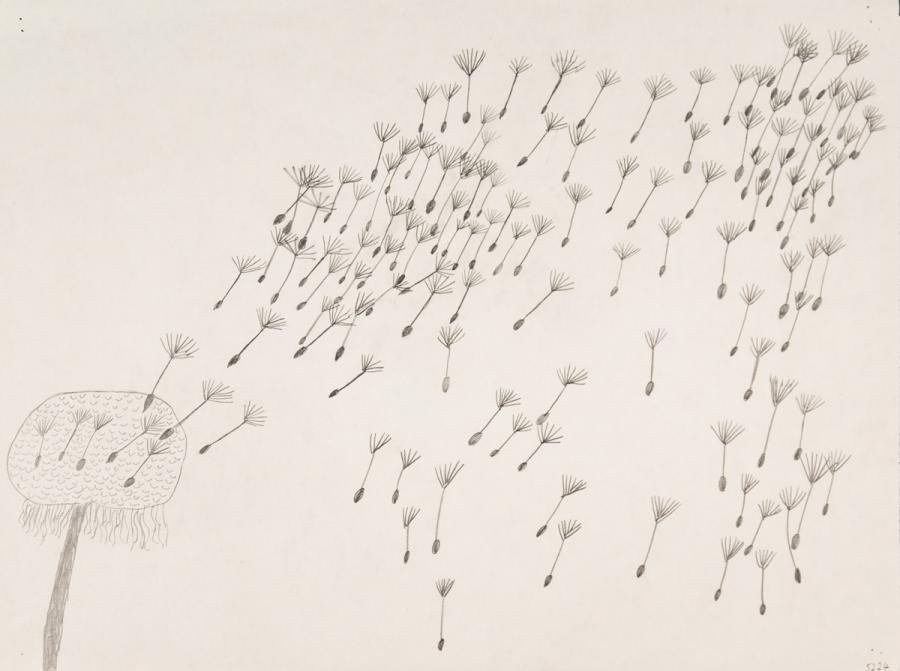 Pflanzliches: Löwenzahn