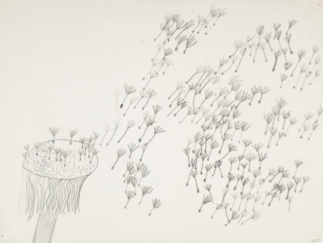 Pflanzliches: Löwenzahn