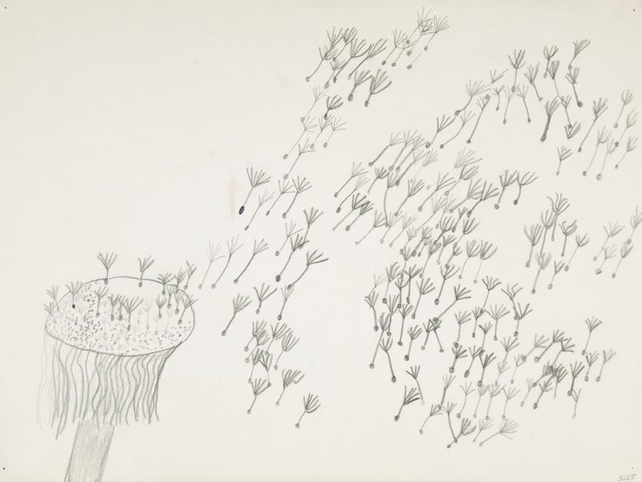 Pflanzliches: Löwenzahn