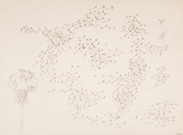 Pflanzliches: Löwenzahn