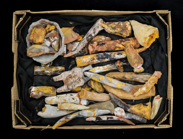 Sensationeller Fund aus dem Erdmittelalter