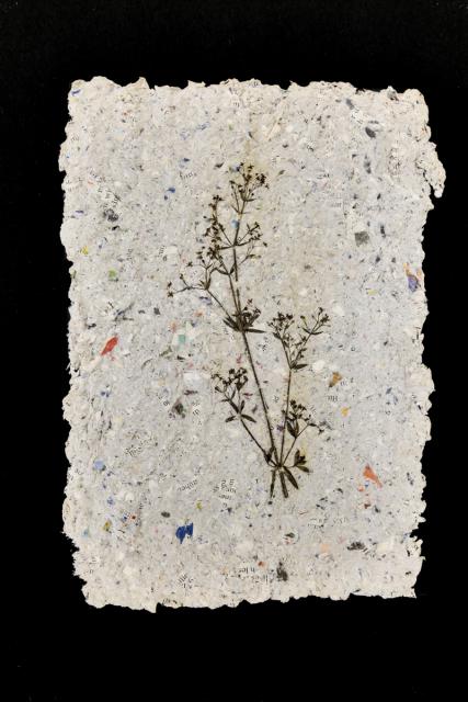 Pflanzen vom Feldweg