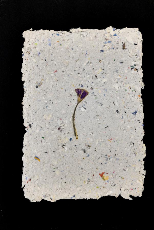 Pflanzen vom Feldweg