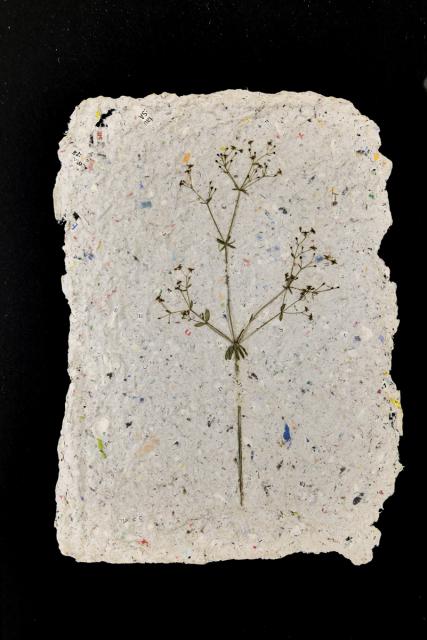 Pflanzen vom Feldweg