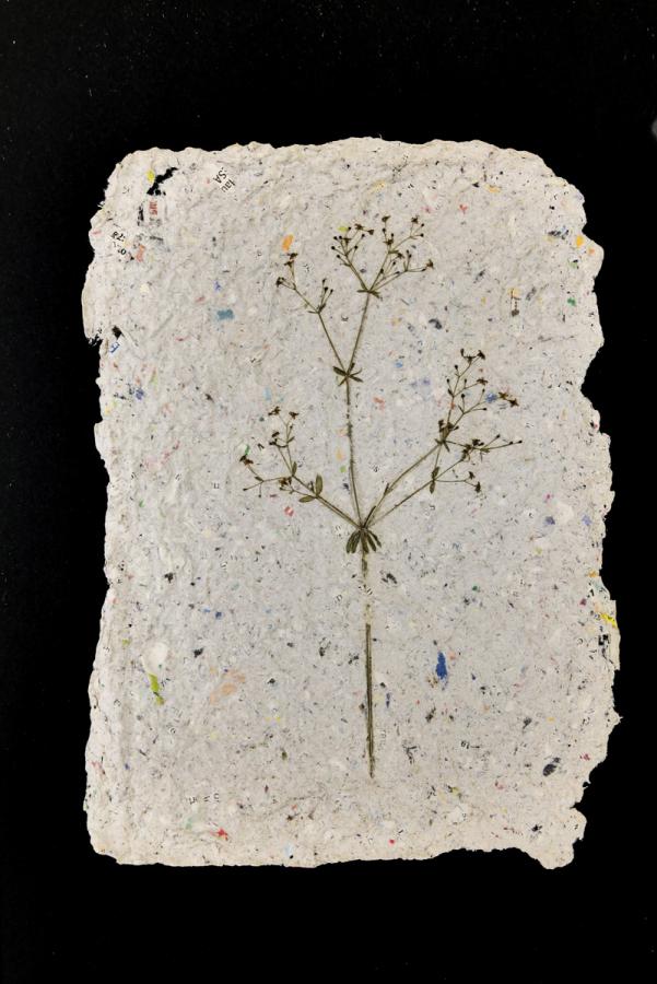 Pflanzen vom Feldweg